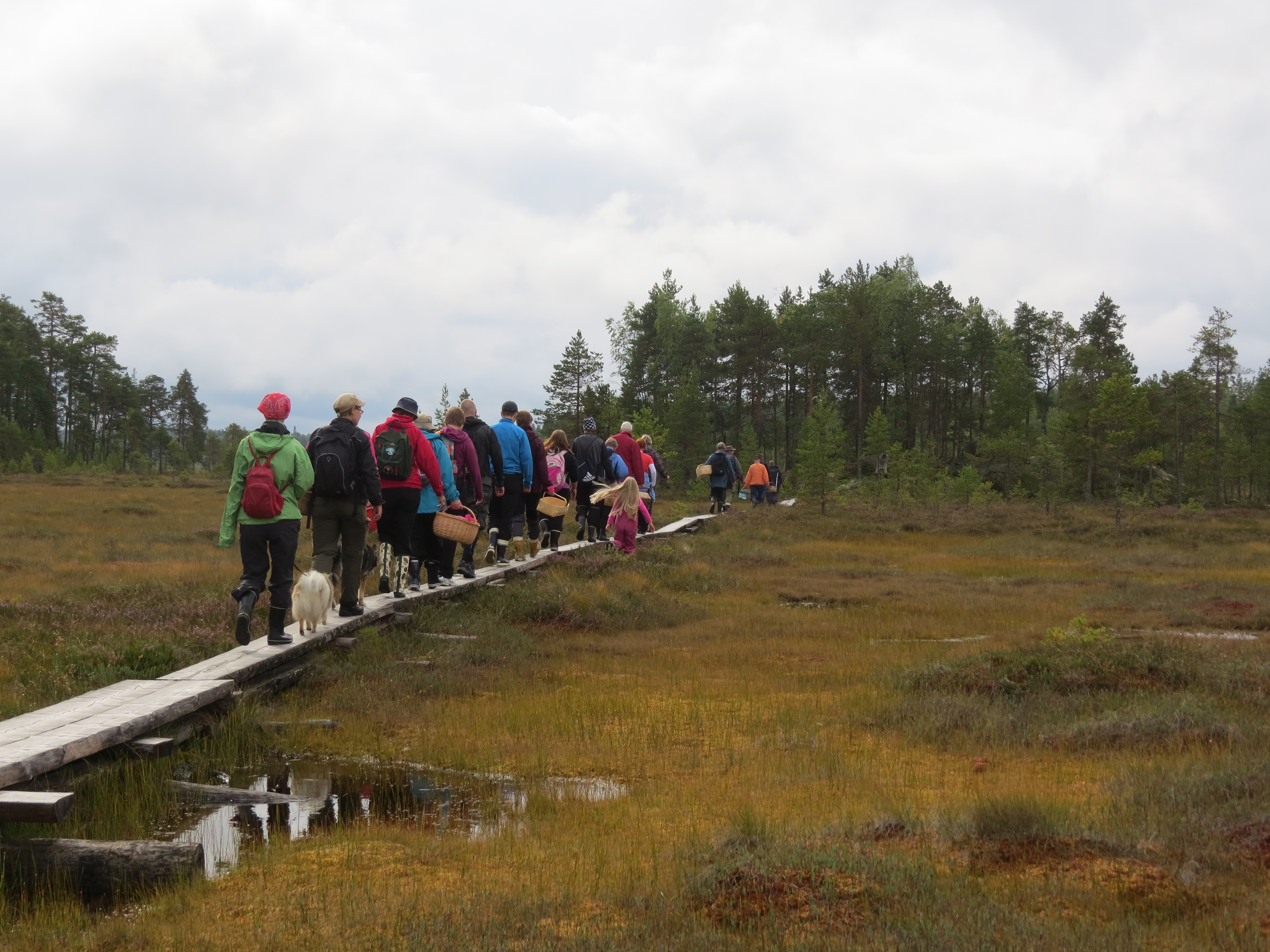 Sieniretkeläiset kävelevät  pitkospuilla sieniseurojen tapaamisessa Siikanevalla syksyllä 2015.