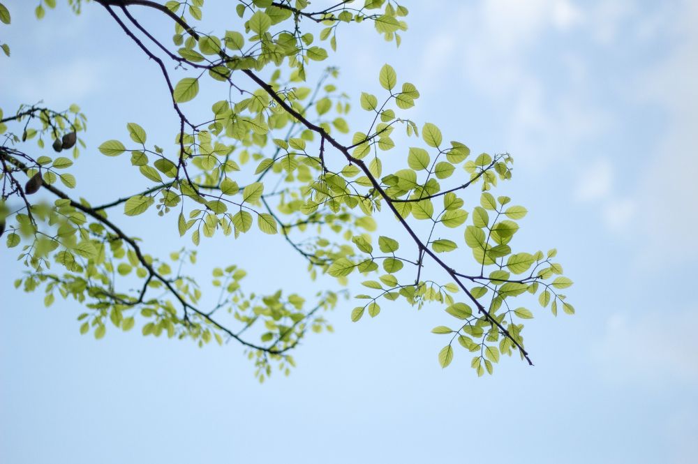 Vihreitä lehtiä puun oksissa ja sinistä taivasta.
