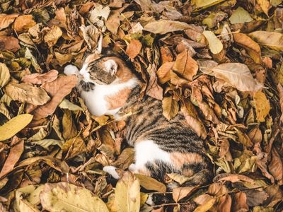 En katt ligger bland nedfallna höstlöv.