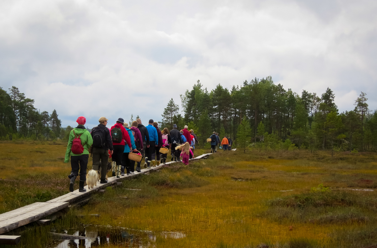 Exkursionister går efter varandra på spångar i våtmark.