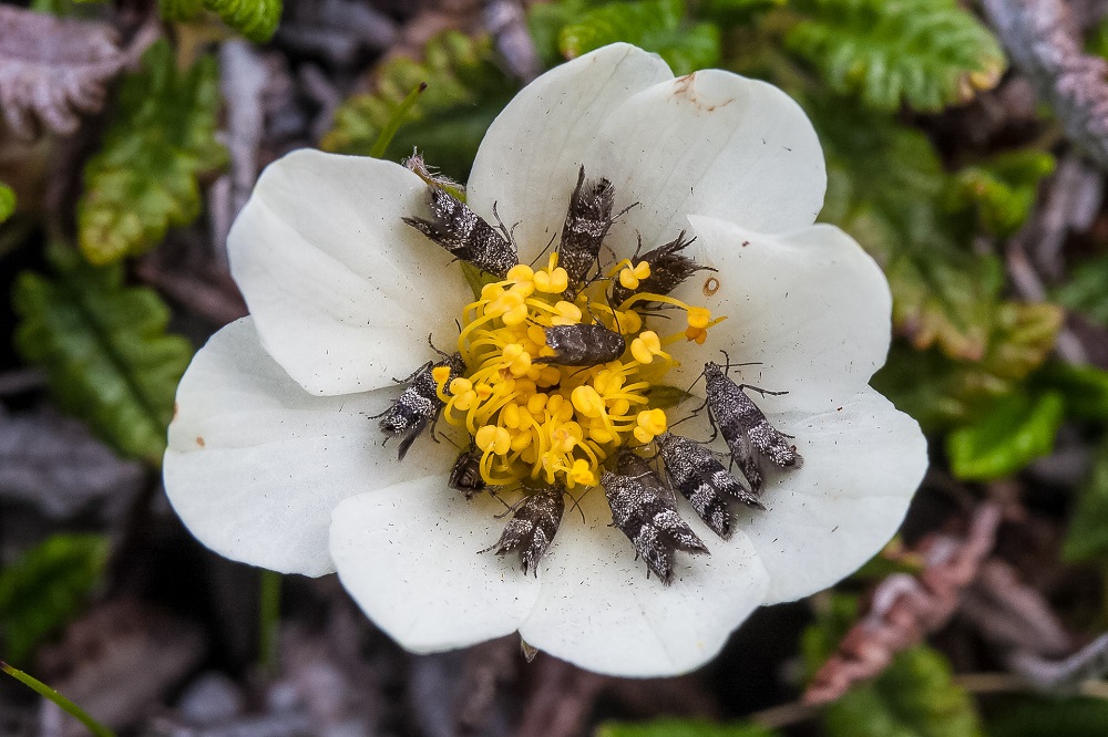 Useita tummahkoja hyönteistä valkean kukan sisällä.