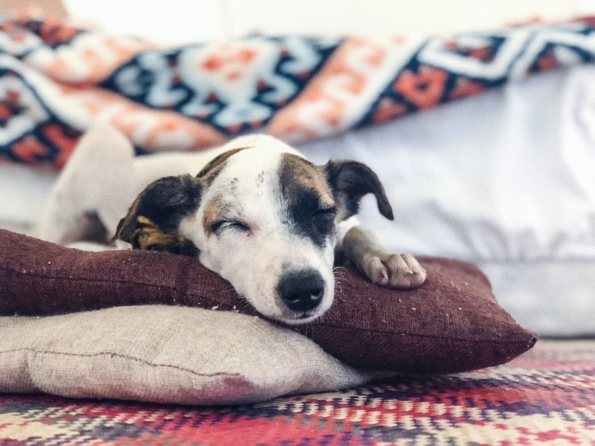 Koira makoilee tyynyn päällä pää alhaalla ja silmät kiinni nauttien, kotoisa tunnelma.
