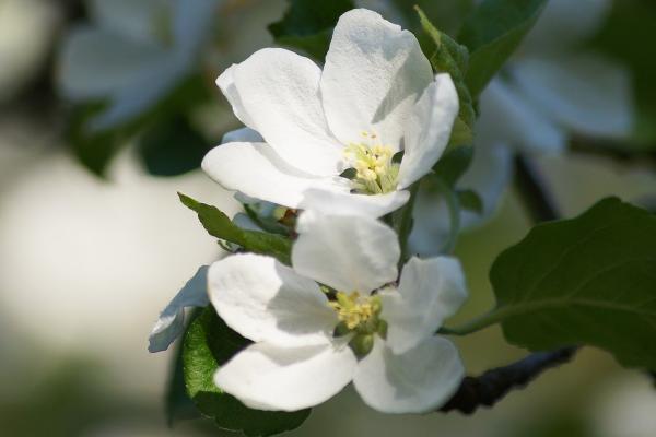 Omenapuun kukkia.