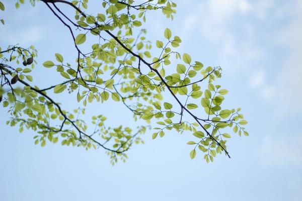 Vihreitä lehtiä puun oksissa ja sinistä taivasta.